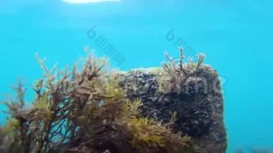 海底的藻类和海草在浅海海底，自然光线充足
